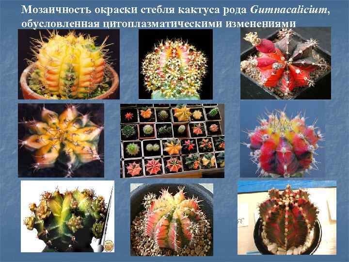 Мозаичность окраски стебля кактуса рода Gumnacalicium, обусловленная цитоплазматическими изменениями 