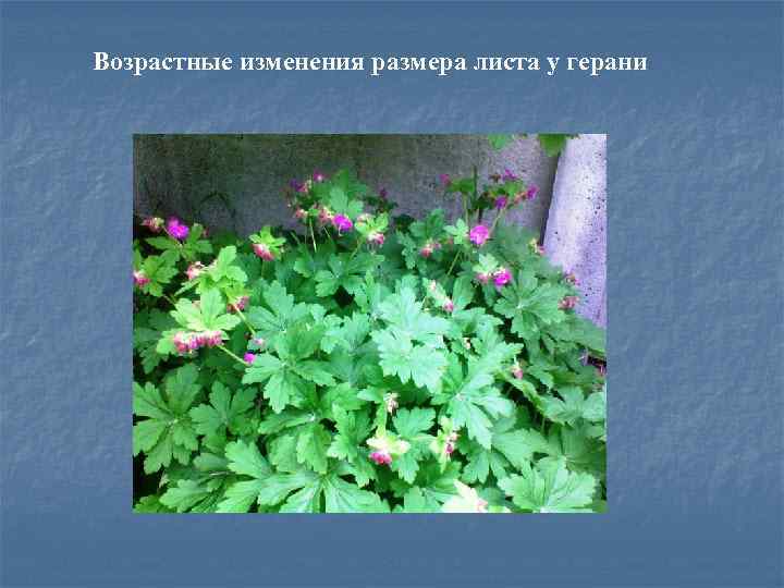 Возрастные изменения размера листа у герани 