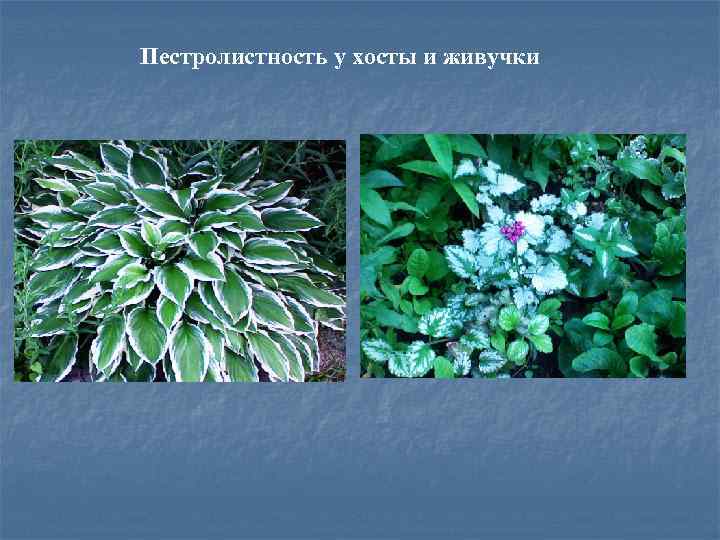 Пестролистность у хосты и живучки 