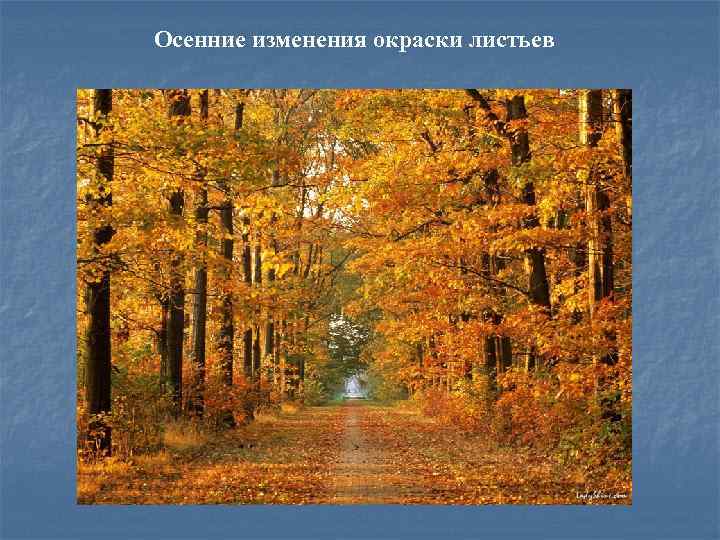 Изменяется окраска. Изменяется окраска листьев осенью. Осенние перемены. Осенние изменения 1 класс. Изменение окраски листьев осенью у разных деревьев.