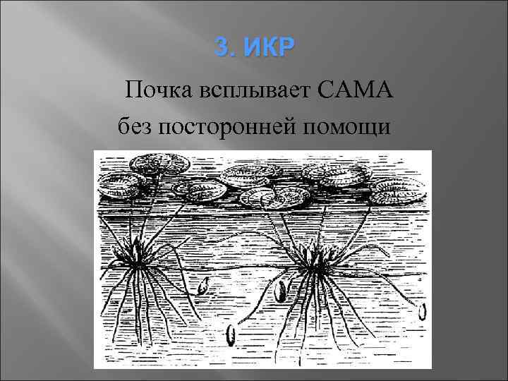 3. ИКР Почка всплывает САМА без посторонней помощи 