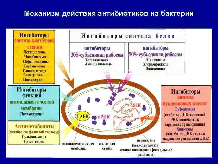 Механизм действия антибиотиков на бактерии 10 