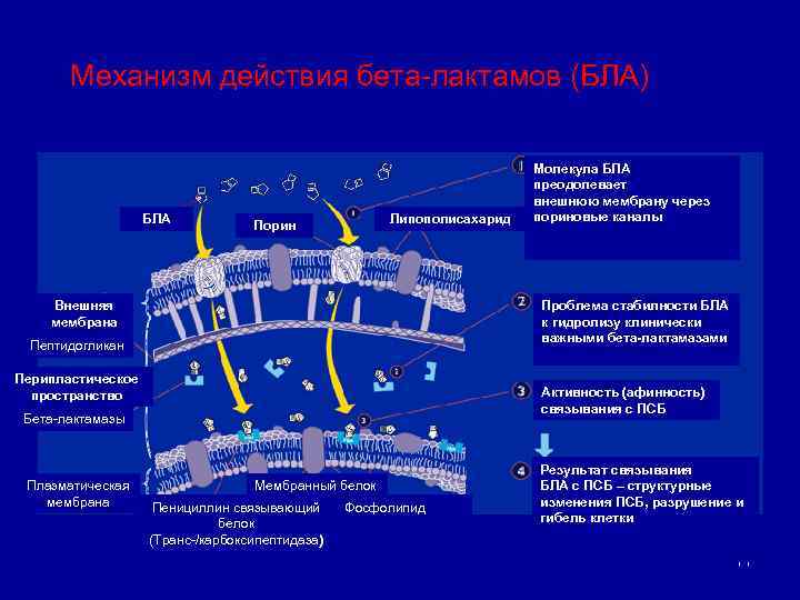 Механизм действия бета-лактамов (БЛА) БЛА Липополисахарид Порин Внешняя мембрана Проблема стабилности БЛА к гидролизу