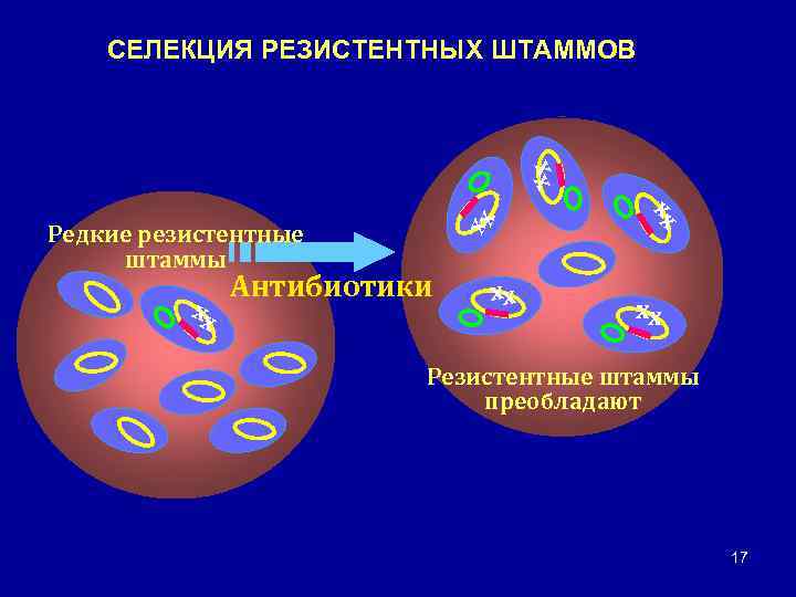 xx СЕЛЕКЦИЯ РЕЗИСТЕНТНЫХ ШТАММОВ xx xx Редкие резистентные штаммы Антибиотики xx xx xx Резистентные