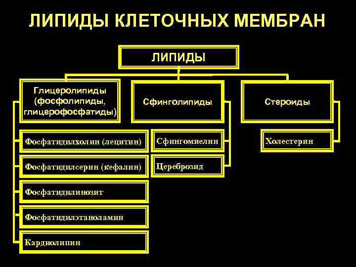 ЛИПИДЫ КЛЕТОЧНЫХ МЕМБРАН ЛИПИДЫ Глицеролипиды (фосфолипиды, глицерофосфатиды) Сфинголипиды Фосфатидилхолин (лецитин) Сфингомиелин Фосфатидилсерин (кефалин) Цереброзид