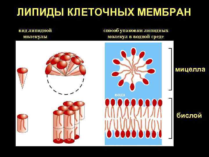 ЛИПИДЫ КЛЕТОЧНЫХ МЕМБРАН вид липидной молекулы способ упаковки липидных молекул в водной среде мицелла