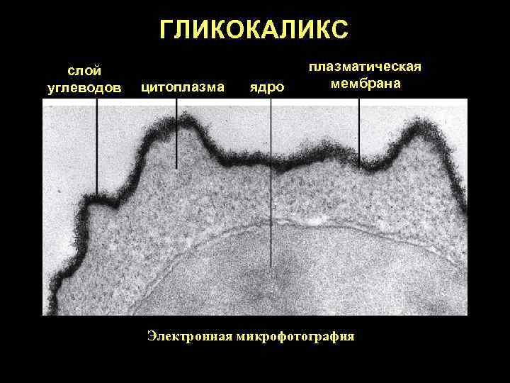ГЛИКОКАЛИКС слой углеводов цитоплазма ядро плазматическая мембрана Электронная микрофотография 