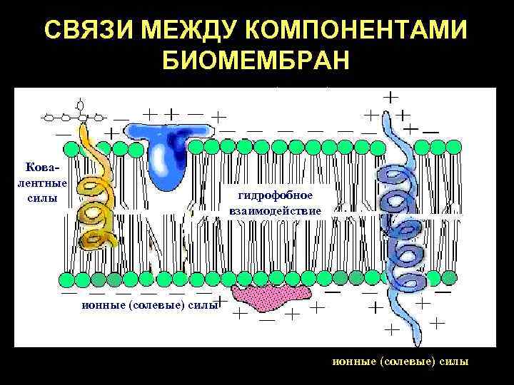 СВЯЗИ МЕЖДУ КОМПОНЕНТАМИ БИОМЕМБРАН ионные (солевые) силы взаимодействия Ковалентные силы гидрофобное взаимодействие ионные (солевые)
