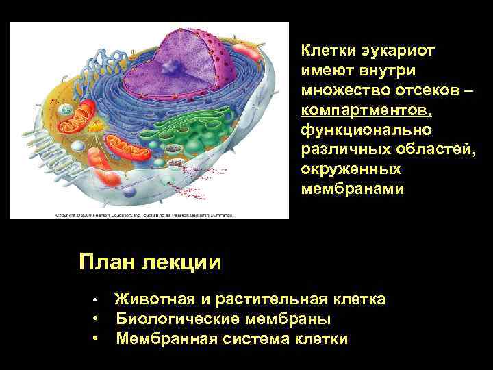 Мембрана окружающая клетку