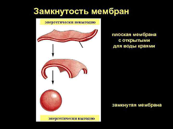 Замкнутость мембран энергетически невыгодно плоская мембрана с открытыми для воды краями замкнутая мембрана энергетически