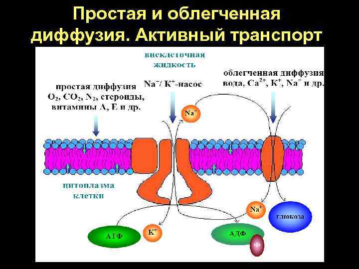 Простая и облегченная диффузия. Активный транспорт 
