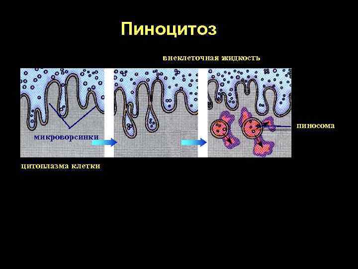 Пиноцитоз внеклеточная жидкость пиносома микроворсинки цитоплазма клетки 