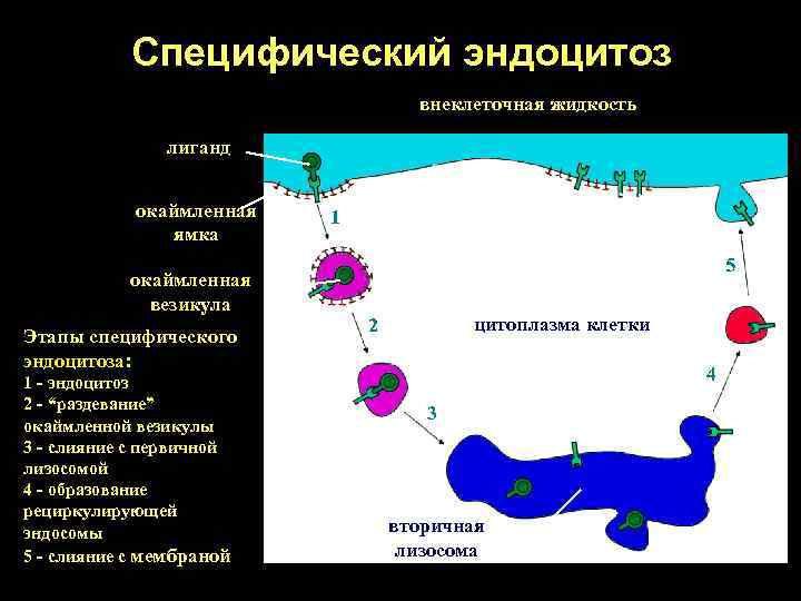 Специфический эндоцитоз внеклеточная жидкость лиганд окаймленная ямка окаймленная везикула Этапы специфического эндоцитоза: 1 -