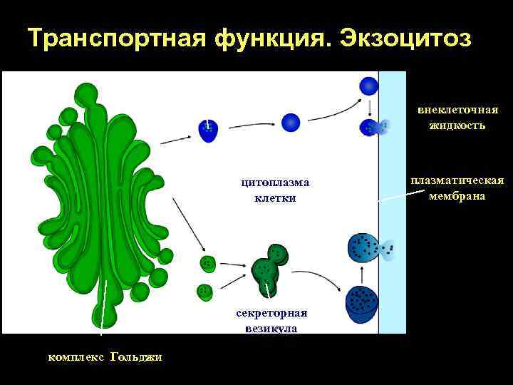 Транспортная функция. Экзоцитоз секреторная гранула цитоплазма клетки секреторная везикула комплекс Гольджи внеклеточная жидкость плазматическая