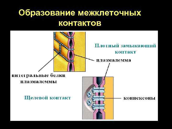 Образование межклеточных контактов 