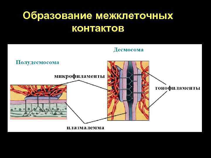 Образование межклеточных контактов 