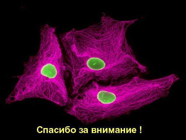 Спасибо за внимание ! 