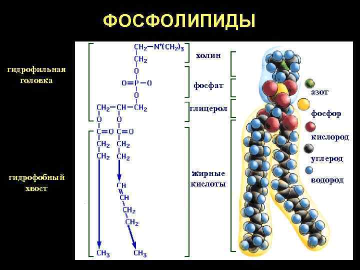 ФОСФОЛИПИДЫ холин гидрофильная головка фосфат глицерол азот фосфор кислород углерод гидрофобный хвост двойная связь