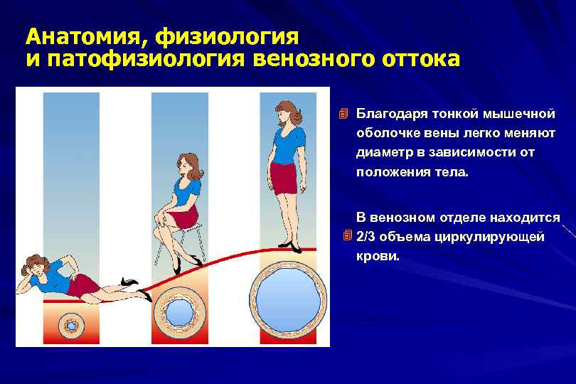 Анатомия, физиология и патофизиология венозного оттока Благодаря тонкой мышечной оболочке вены легко меняют диаметр