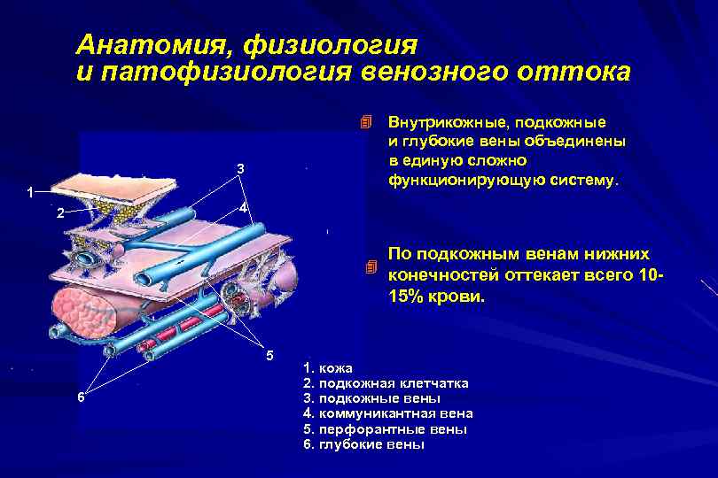 Анатомия, физиология и патофизиология венозного оттока 3 1 Внутрикожные, подкожные и глубокие вены объединены