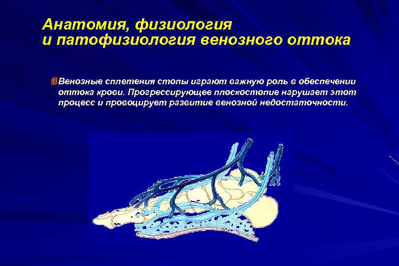 Анатомия, физиология и патофизиология венозного оттока Венозные сплетения стопы играют важную роль в обеспечении