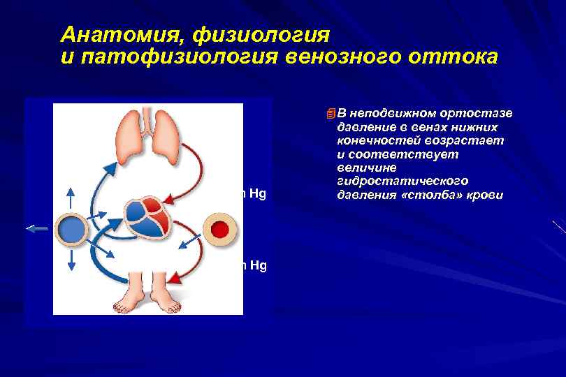 Анатомия, физиология и патофизиология венозного оттока В неподвижном ортостазе 120 mm Hg 35 mm