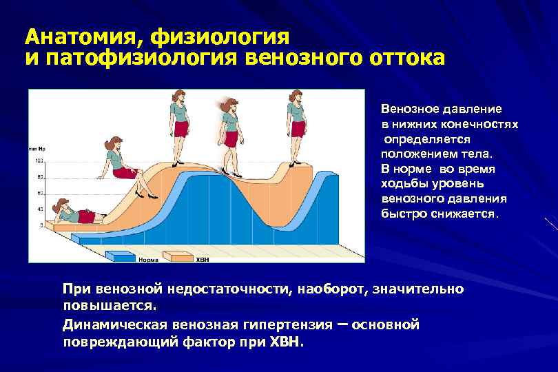 Анатомия, физиология и патофизиология венозного оттока Венозное давление в нижних конечностях определяется положением тела.