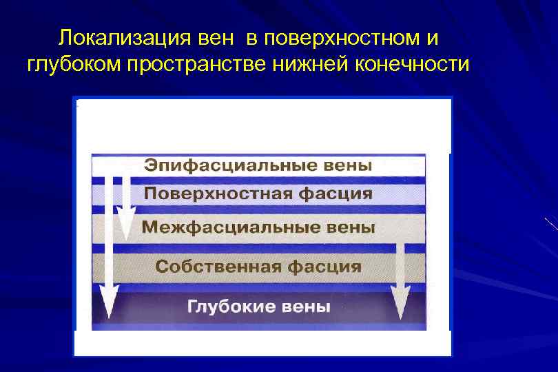Локализация вен в поверхностном и глубоком пространстве нижней конечности 