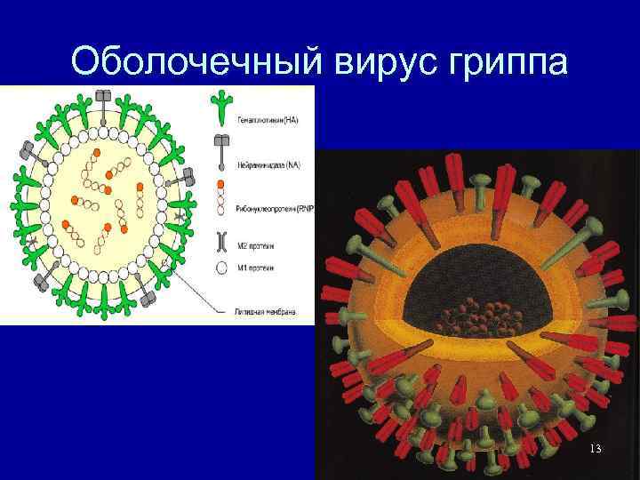 Оболочечный вирус гриппа 13 