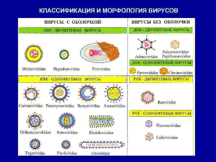 КЛАССИФИКАЦИЯ И МОРФОЛОГИЯ ВИРУСОВ 