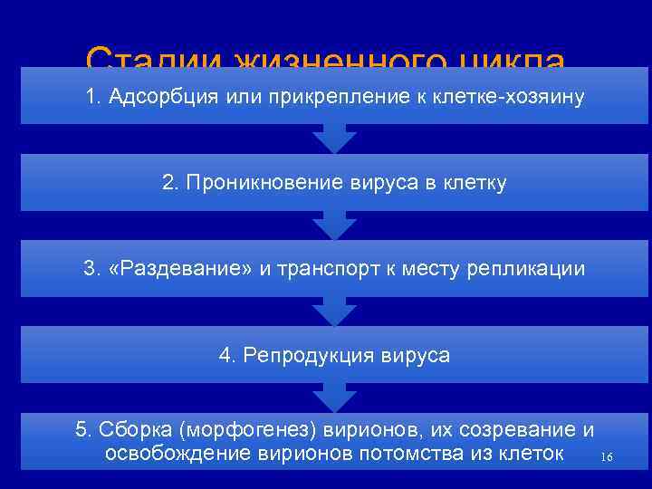 Стадии жизненного цикла 1. Адсорбция или прикрепление к клетке-хозяину 2. Проникновение вируса в клетку