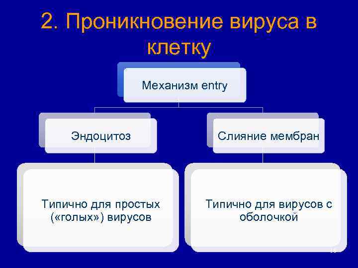 2. Проникновение вируса в клетку Механизм entry Эндоцитоз Слияние мембран Типично для простых (