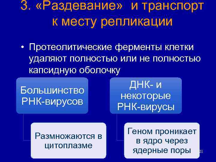 3. «Раздевание» и транспорт к месту репликации • Протеолитические ферменты клетки удаляют полностью или