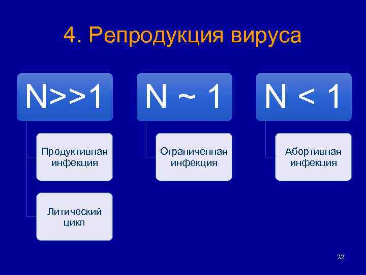 4. Репродукция вируса N>>1 Продуктивная инфекция N~1 Ограниченная инфекция N<1 Абортивная инфекция Литический цикл