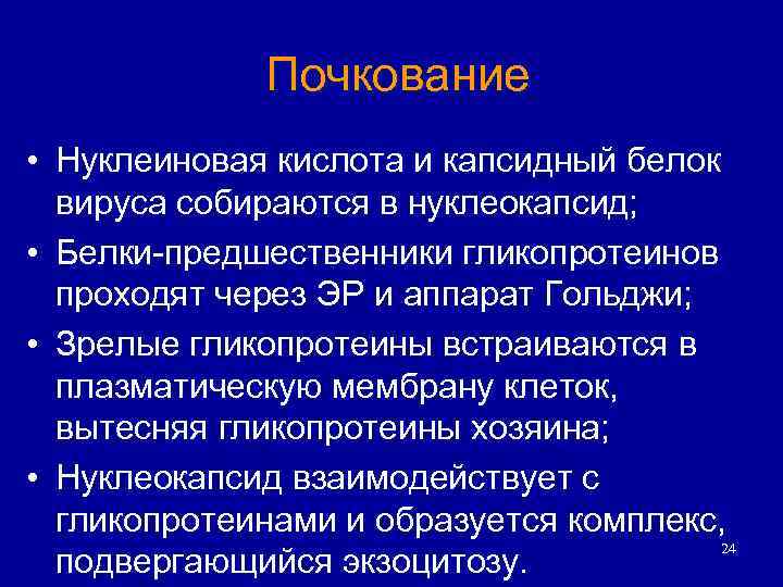 Почкование • Нуклеиновая кислота и капсидный белок вируса собираются в нуклеокапсид; • Белки-предшественники гликопротеинов