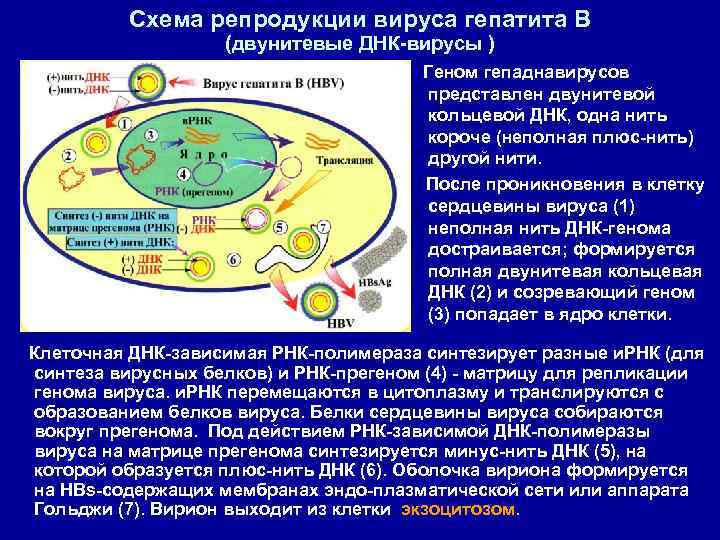 Схема репродукции вируса гепатита В (двунитевые ДНК вирусы ) Геном гепаднавирусов представлен двунитевой кольцевой
