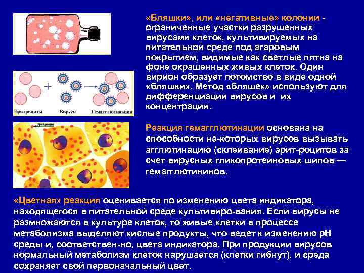  «Бляшки» , или «негативные» колонии ограниченные участки разрушенных вирусами клеток, культивируемых на питательной