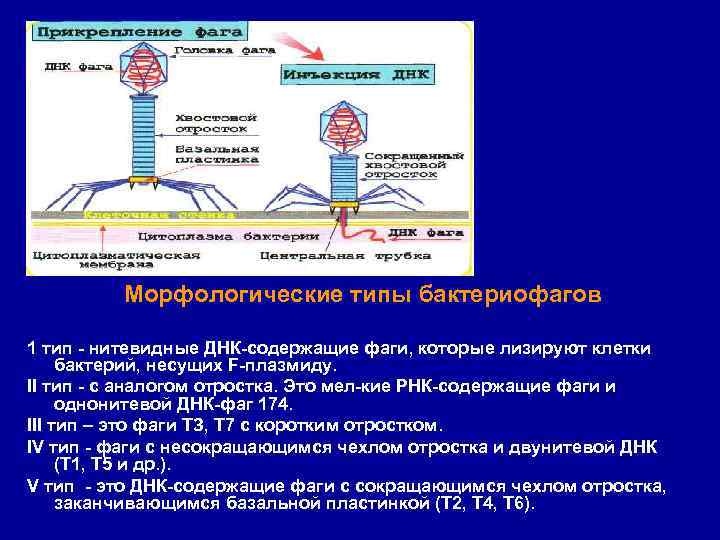 Морфологические типы бактериофагов 1 тип нитевидные ДНК содержащие фаги, которые лизируют клетки бактерий, несущих