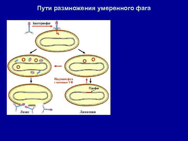 Пути размножения умеренного фага 