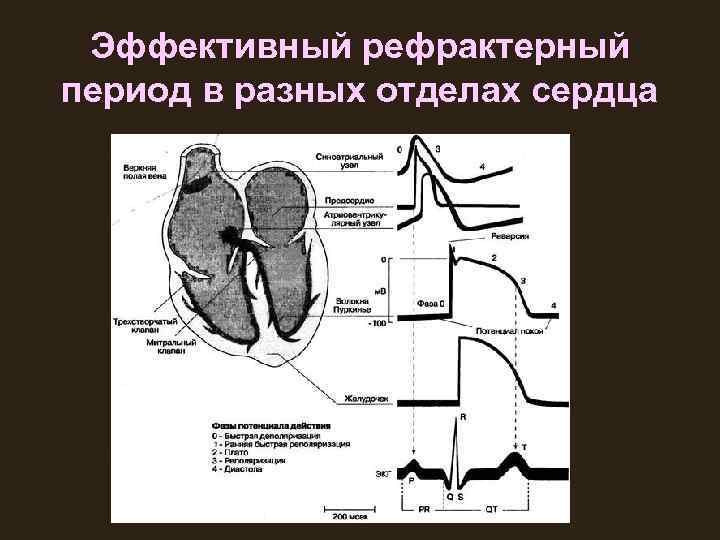 Эффективный рефрактерный период в разных отделах сердца 