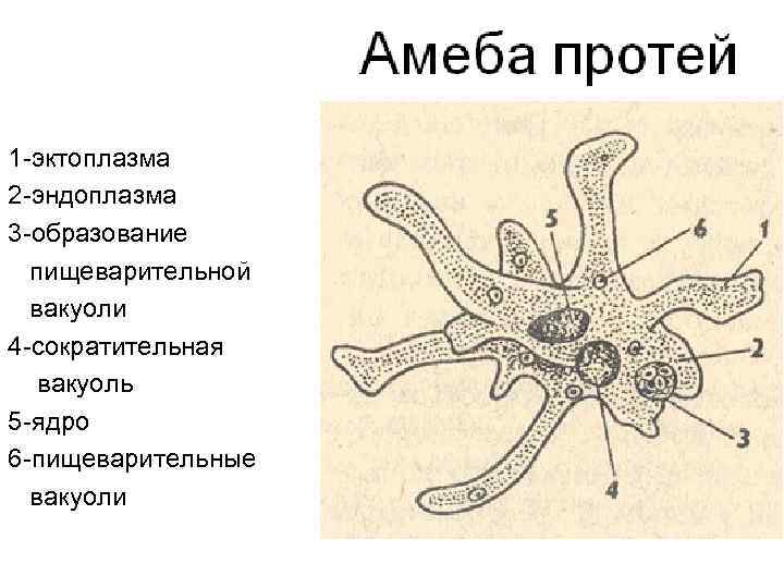 Эктоплазма скайрим где