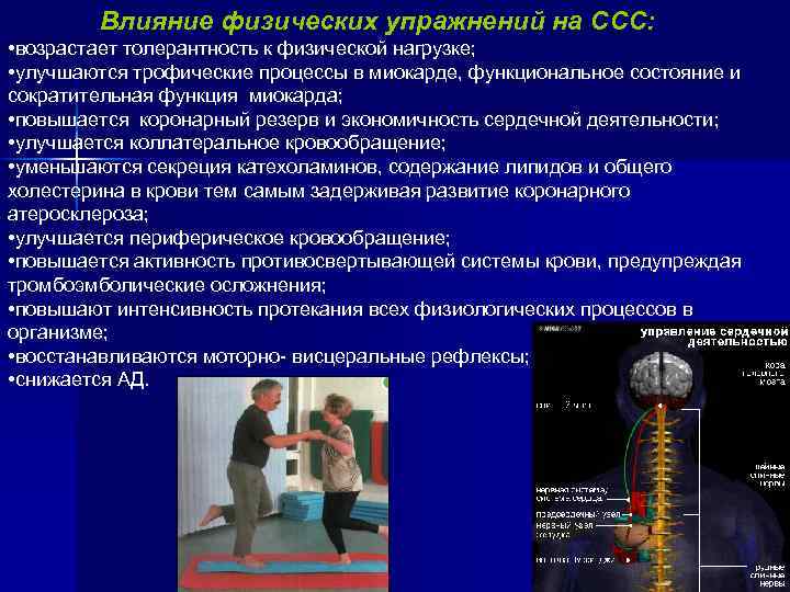 Влияние физических упражнений на ССС: • возрастает толерантность к физической нагрузке; • улучшаются трофические