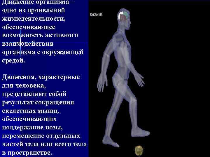 Движение организма – одно из проявлений жизнедеятельности, обеспечивающее возможность активного взаимодействия организма с окружающей