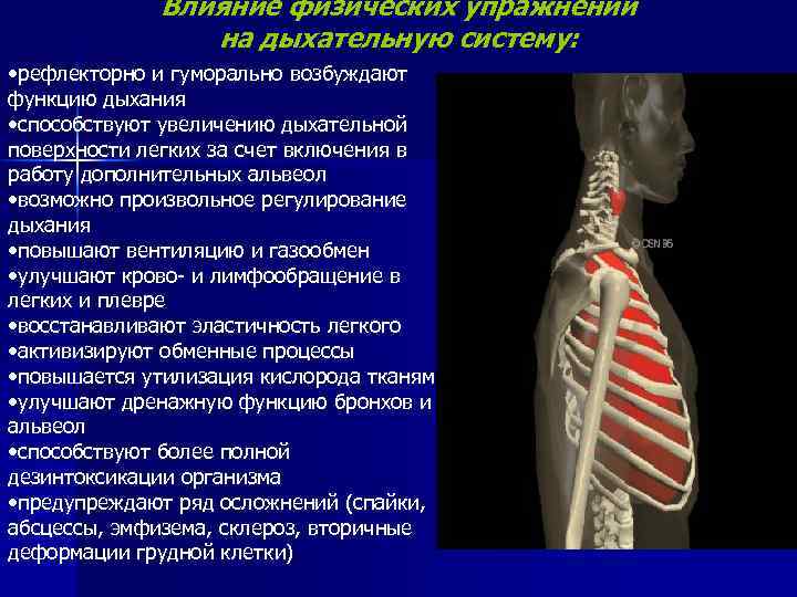 Влияние физических упражнений на дыхательную систему: • рефлекторно и гуморально возбуждают функцию дыхания •