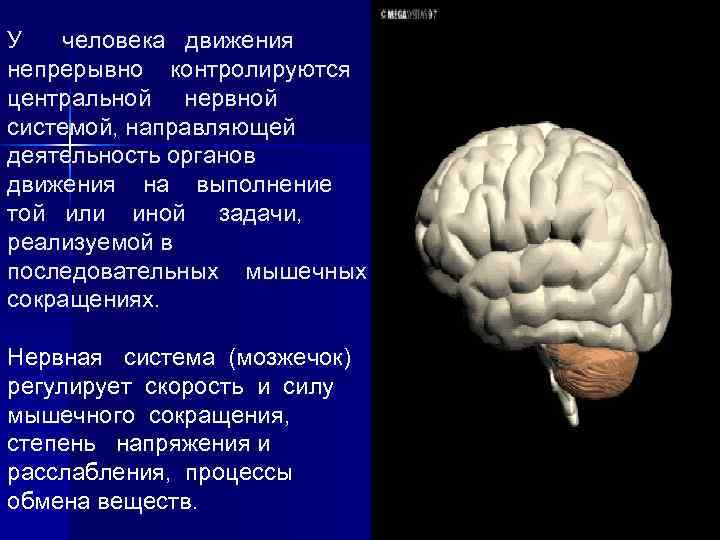 У человека движения непрерывно контролируются центральной нервной системой, направляющей деятельность органов движения на выполнение