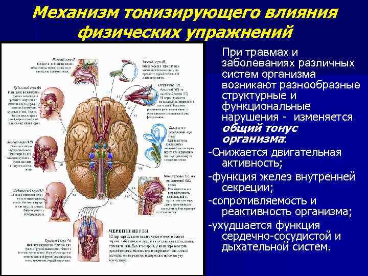 Механизмы действия лфк. Механизм тонизирующего действия физических упражнений. Механизм тонизирующего влияния. Механизм действия ЛФК. Механизмы действия общетонизирующего.