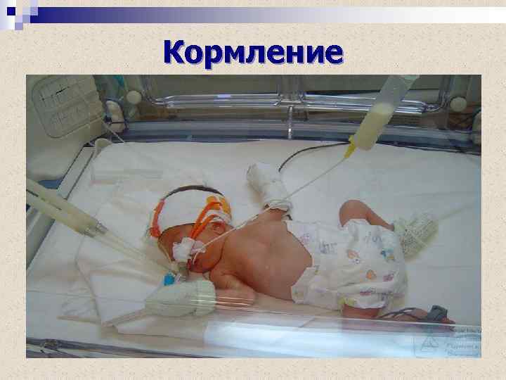 Кормление 