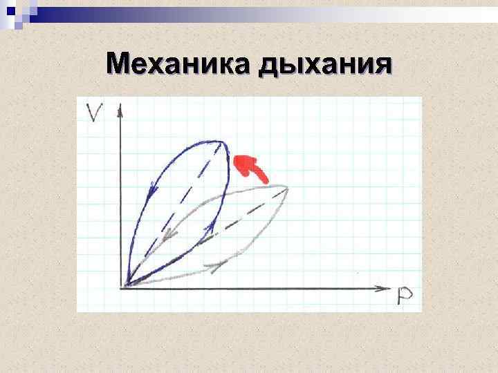 Механика дыхания 