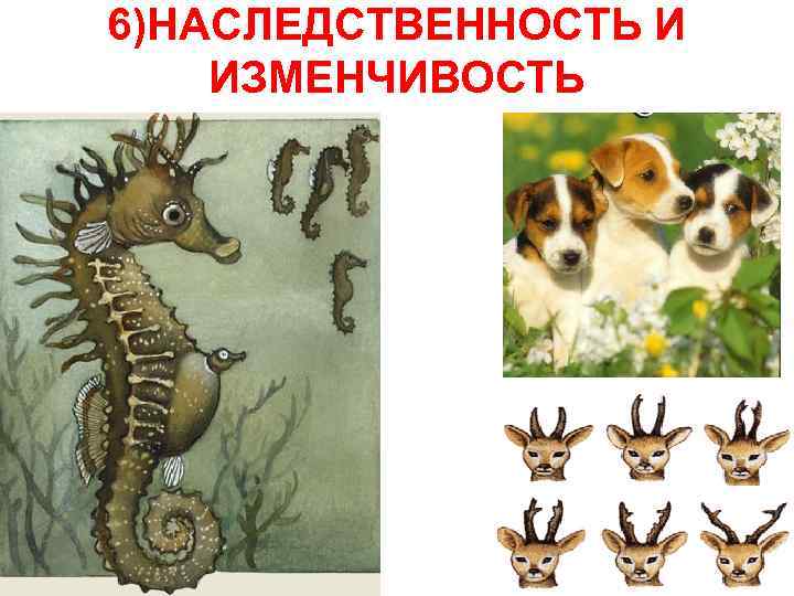 6)НАСЛЕДСТВЕННОСТЬ И ИЗМЕНЧИВОСТЬ 