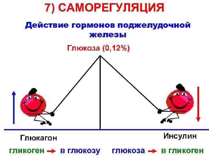 7) САМОРЕГУЛЯЦИЯ Действие гормонов поджелудочной железы гликоген в глюкозу глюкоза в гликоген 